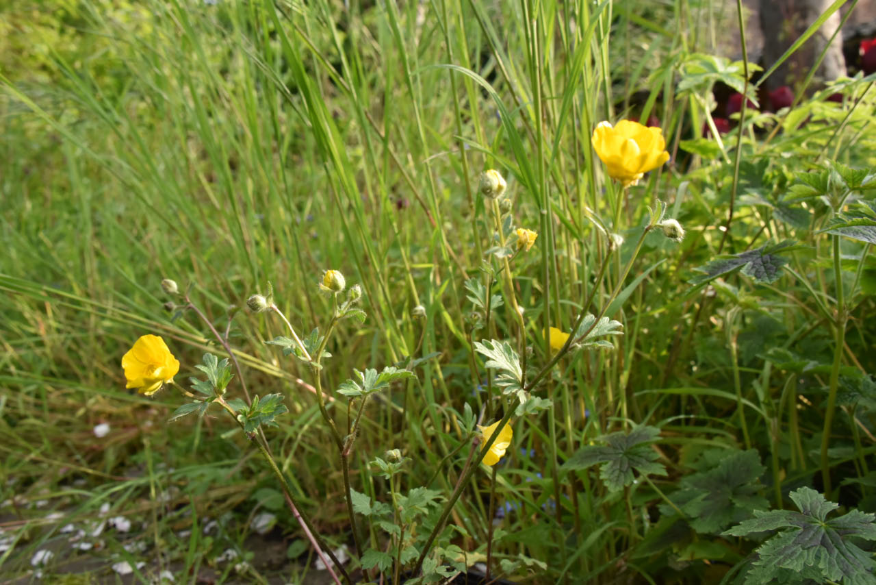 Ranunculus bulbosusKnolboterbloem bestellen